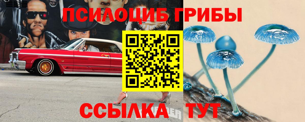 Псилоцибиновые грибы Psilocybe Советск